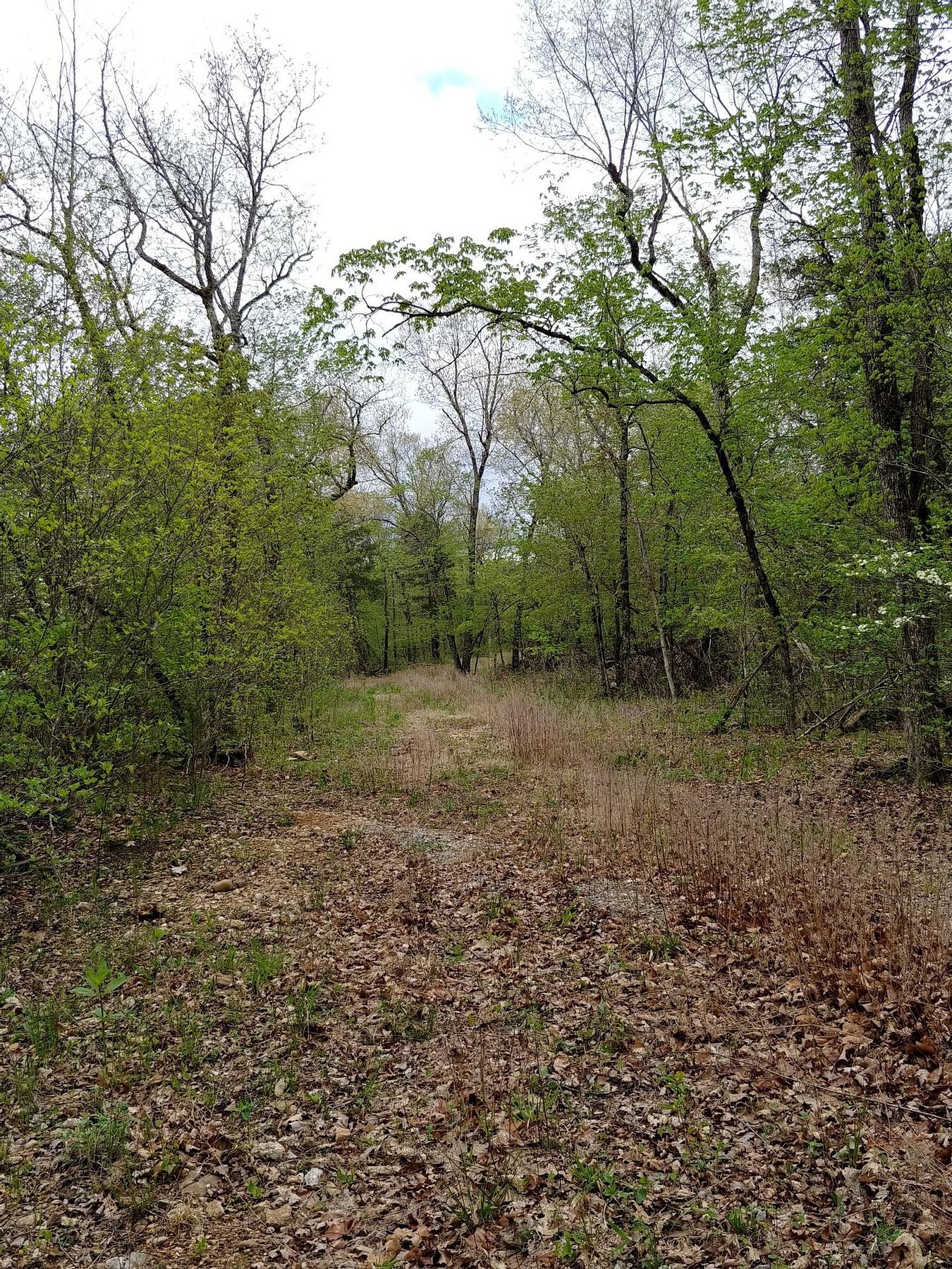 115 Acres of Recreational Land for Sale in Gainesville, Missouri