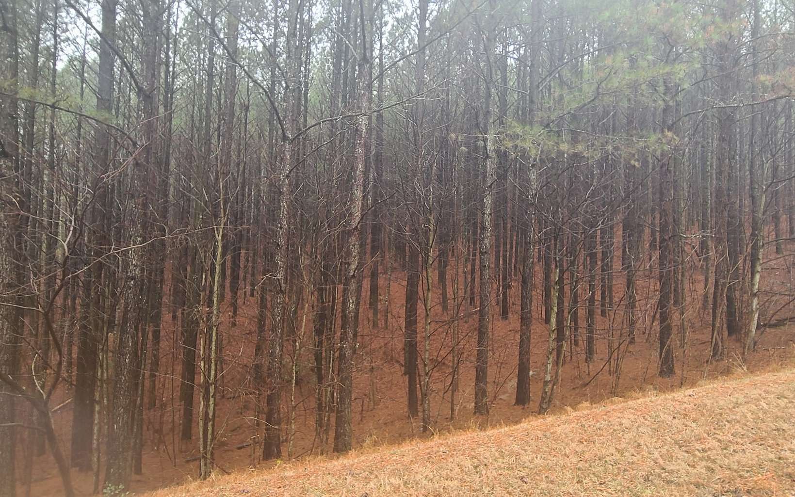 1.6 Acres of Land for Sale in Ellijay, Georgia