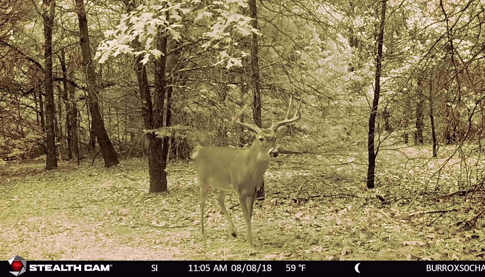 33 Acres of Recreational Land for Sale in Whitesboro, Texas