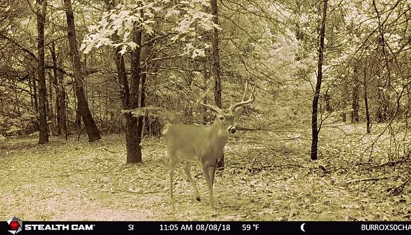 33 Acres of Recreational Land for Sale in Whitesboro, Texas