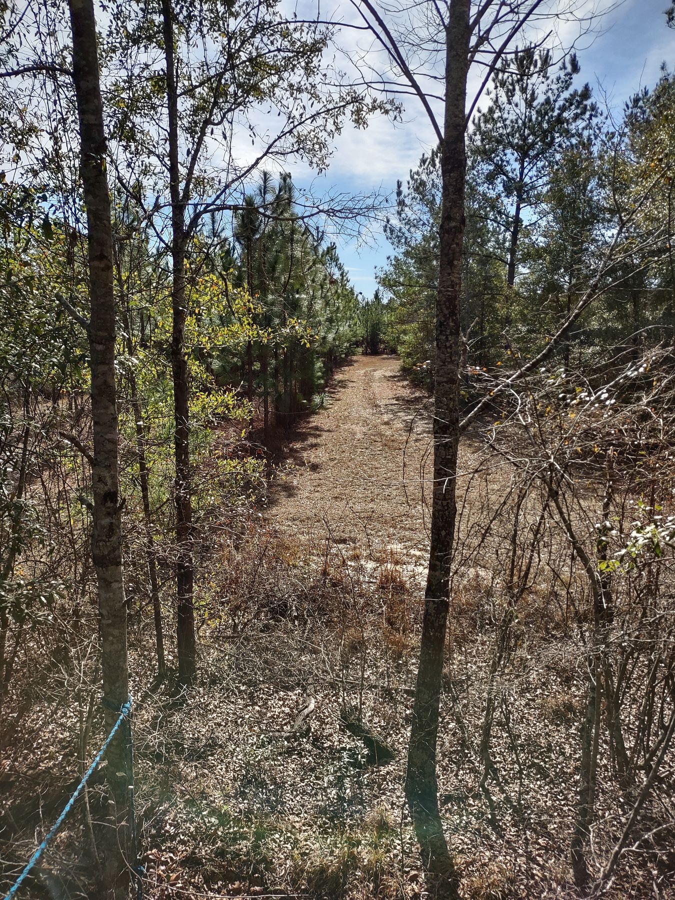 59.5 Acres of Recreational Land with Home for Sale in Abbeville, Georgia