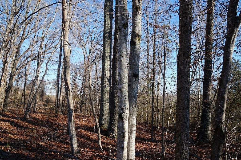 Residential Land for Sale in Brookneal, Virginia