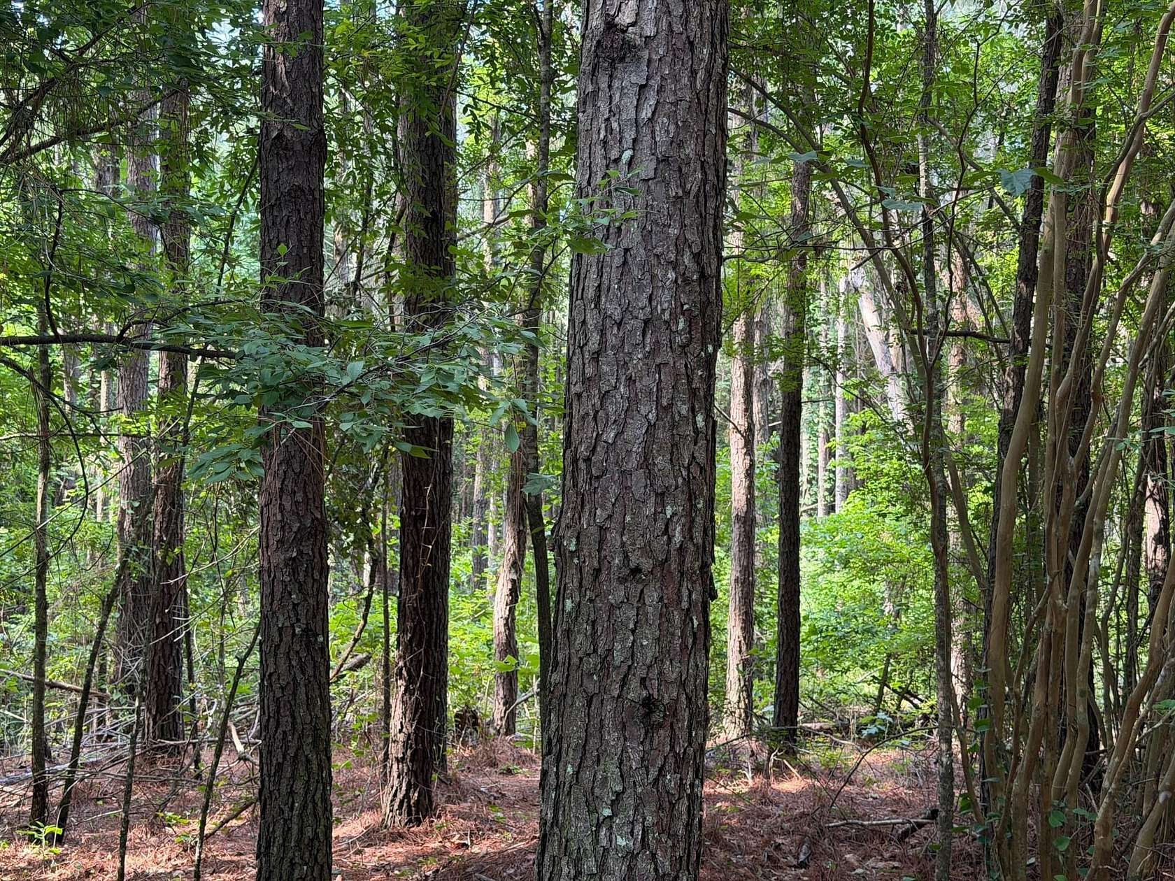 40 Acres of Recreational Land for Sale in Bernice, Louisiana