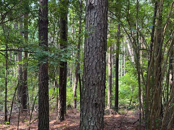 40 Acres of Recreational Land for Sale in Bernice, Louisiana