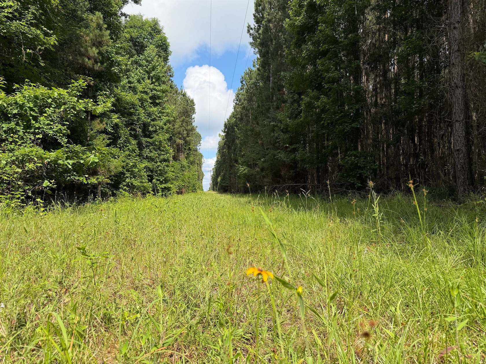 120 Acres of Recreational Land for Sale in Weldon, Louisiana