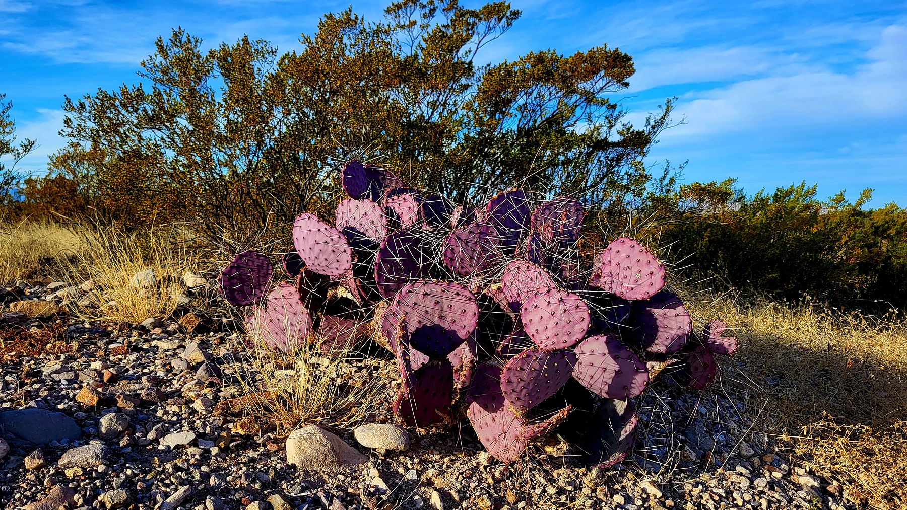 10 Acres of Residential Land for Sale in Presidio, Texas LandSearch
