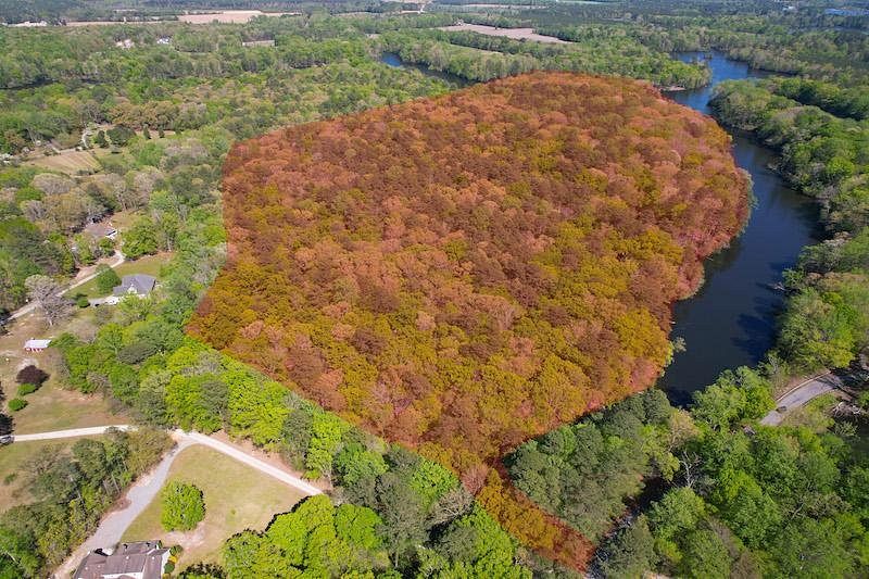 48.801 Acres of Recreational Land for Sale in Windsor, Virginia