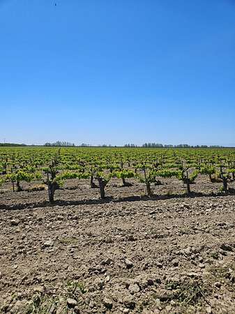 40 Acres of Land for Sale in Kerman, California