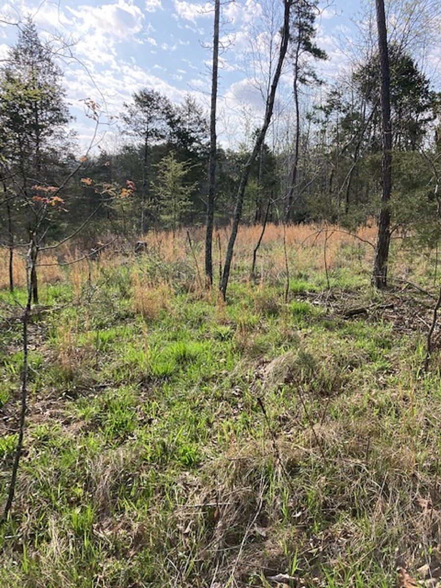 5 Acres of Land for Sale in Calico Rock, Arkansas