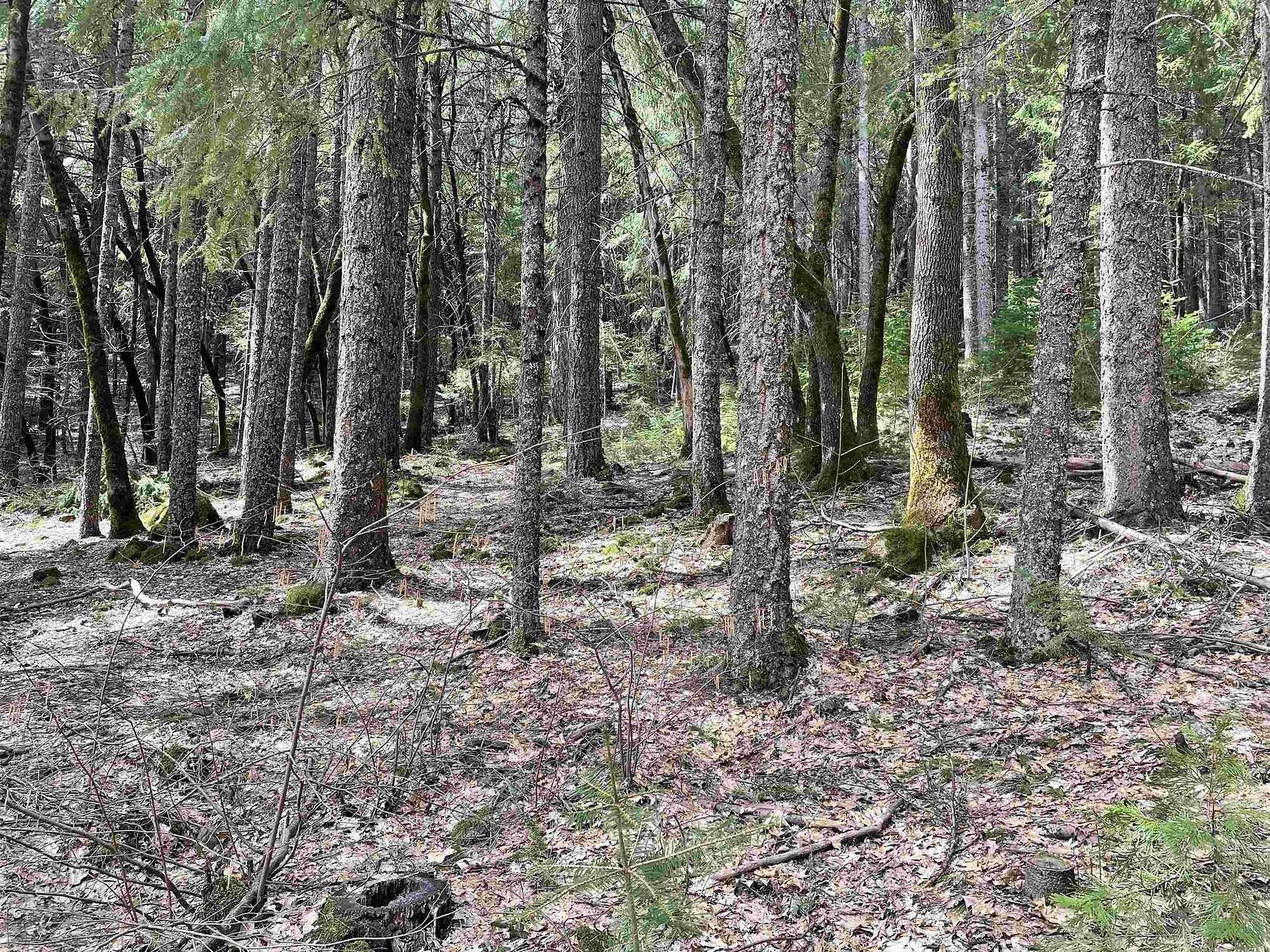 0.12 Acres of Residential Land for Sale in Dunsmuir, California