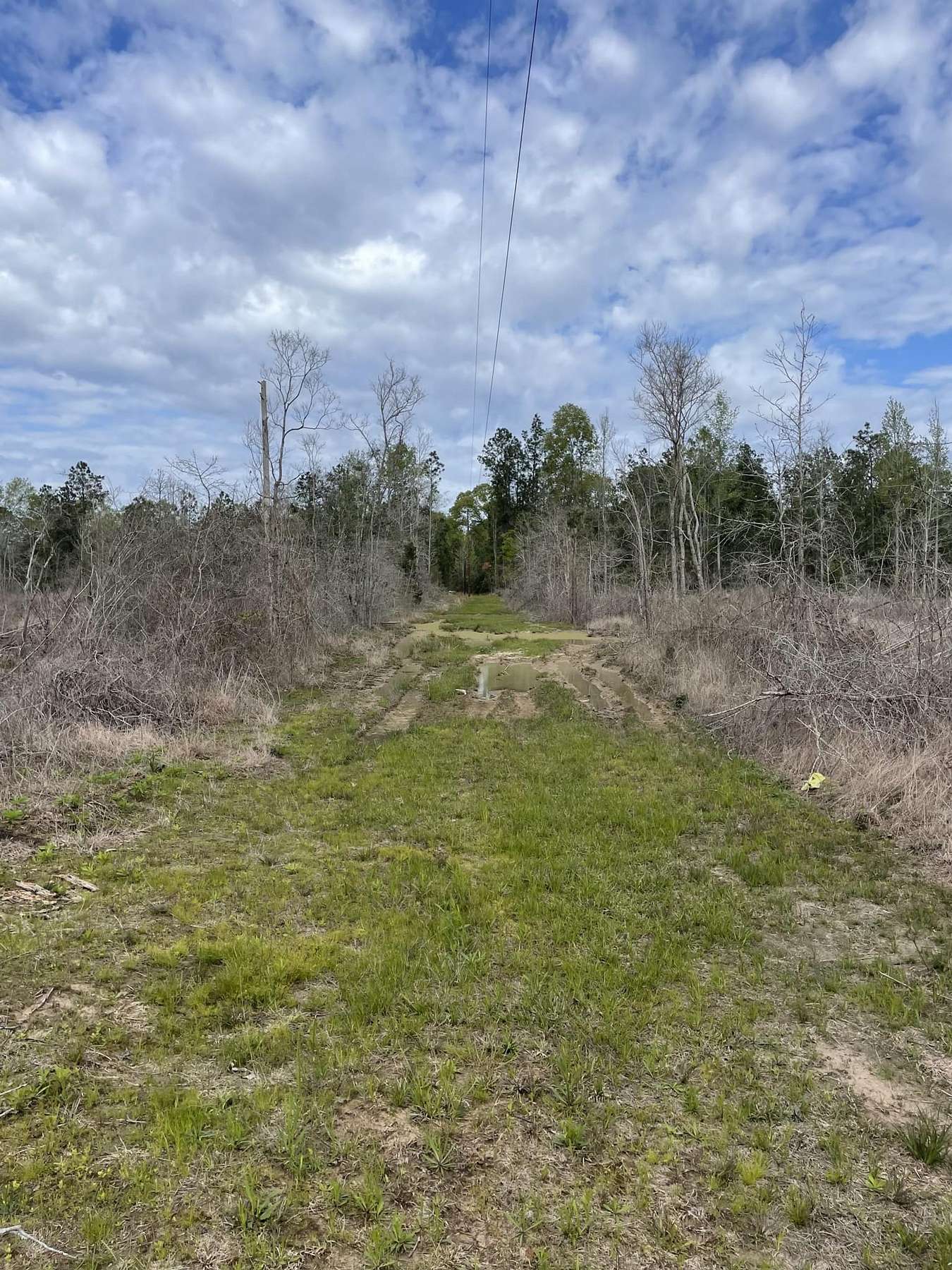 41.8 Acres of Recreational Land for Sale in Pitkin, Louisiana