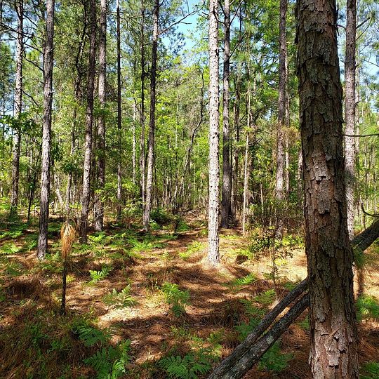 11.1 Acres of Land for Sale in Ridge Spring, South Carolina
