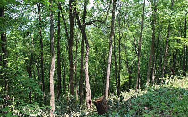 2 Acres of Land for Sale in Hayesville, North Carolina