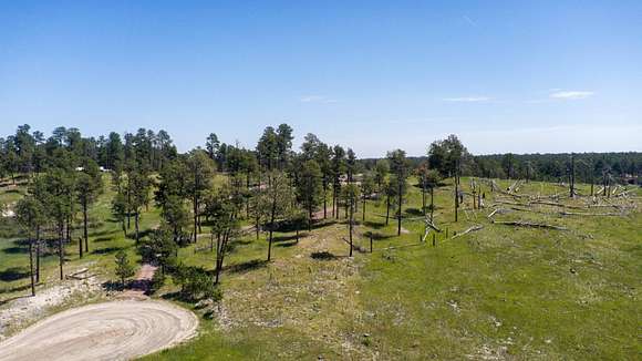 Mature Ponderosa pines