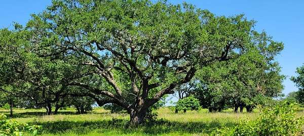 13.1 Acres of Land with Home for Sale in Bay City, Texas