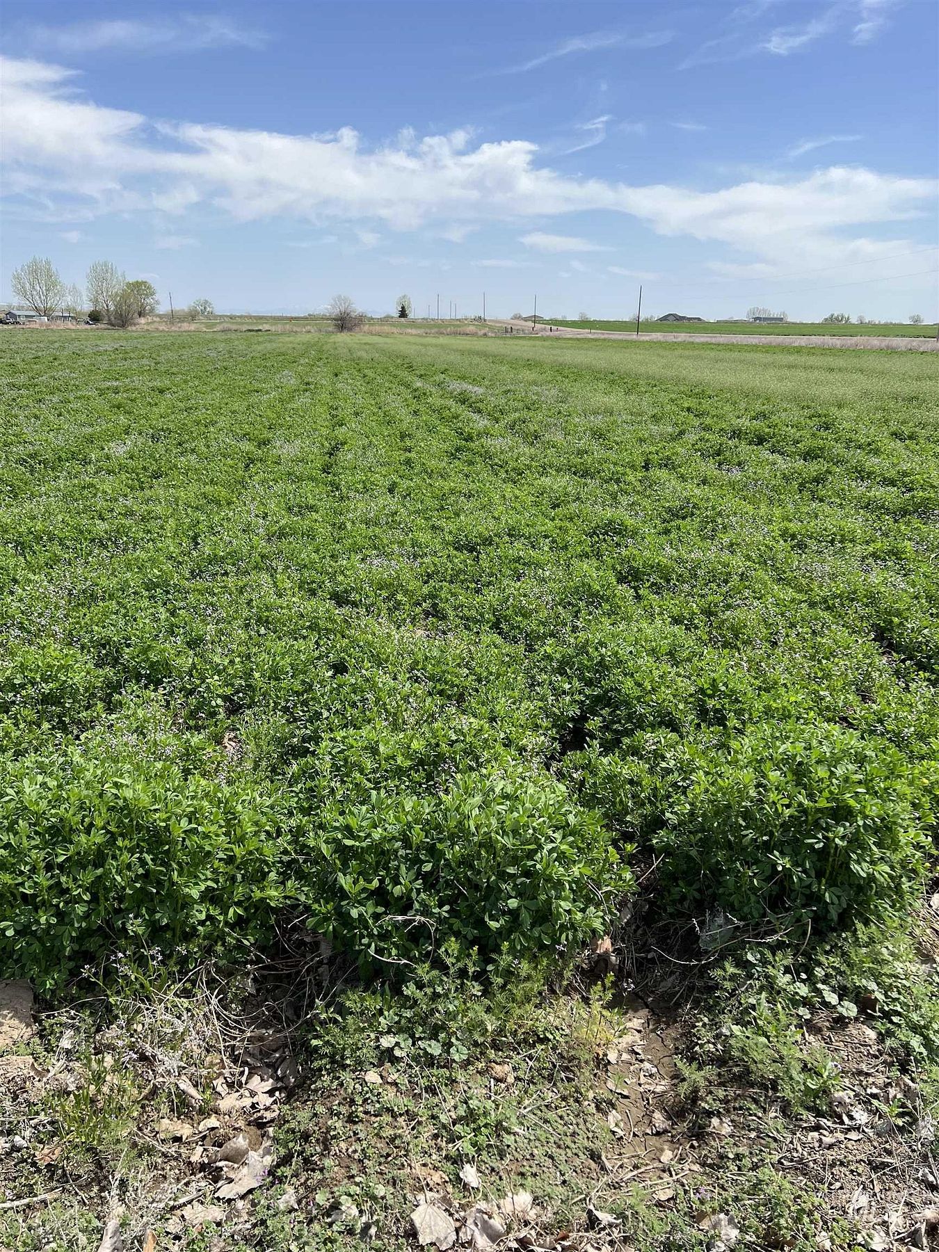 26.6 Acres of Agricultural Land for Sale in Parma, Idaho