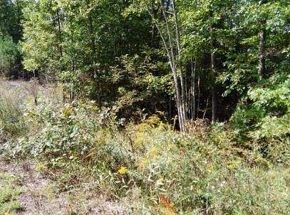 5.01 Acres of Residential Land for Sale in Wilder, Tennessee