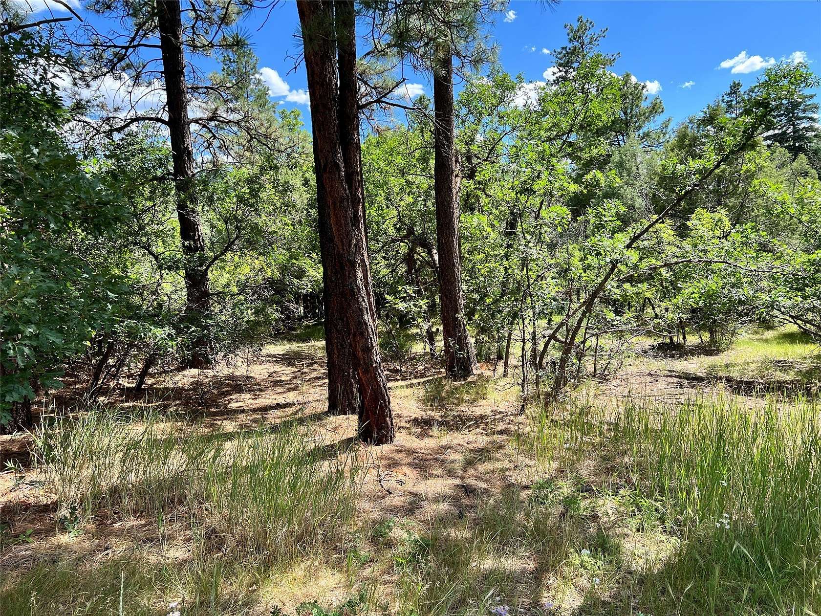 1.24 Acres of Residential Land for Sale in Chama, New Mexico