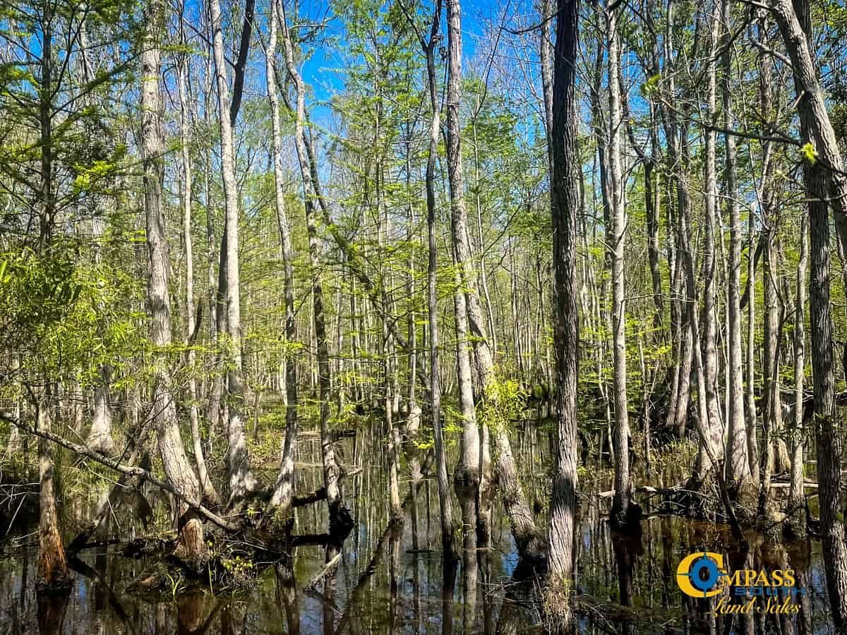245 Acres of Recreational Land for Sale in Colleton, South Carolina