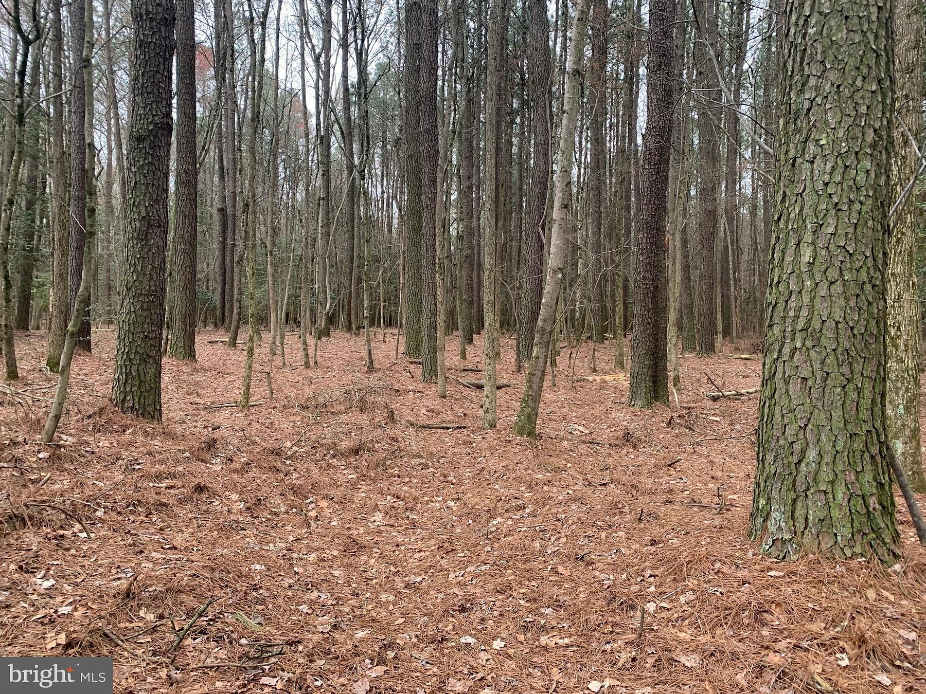 46 Acres of Recreational Land for Sale in Eden, Maryland