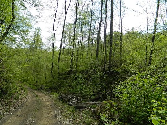 70 Acres of Land for Sale in Hardy, Kentucky
