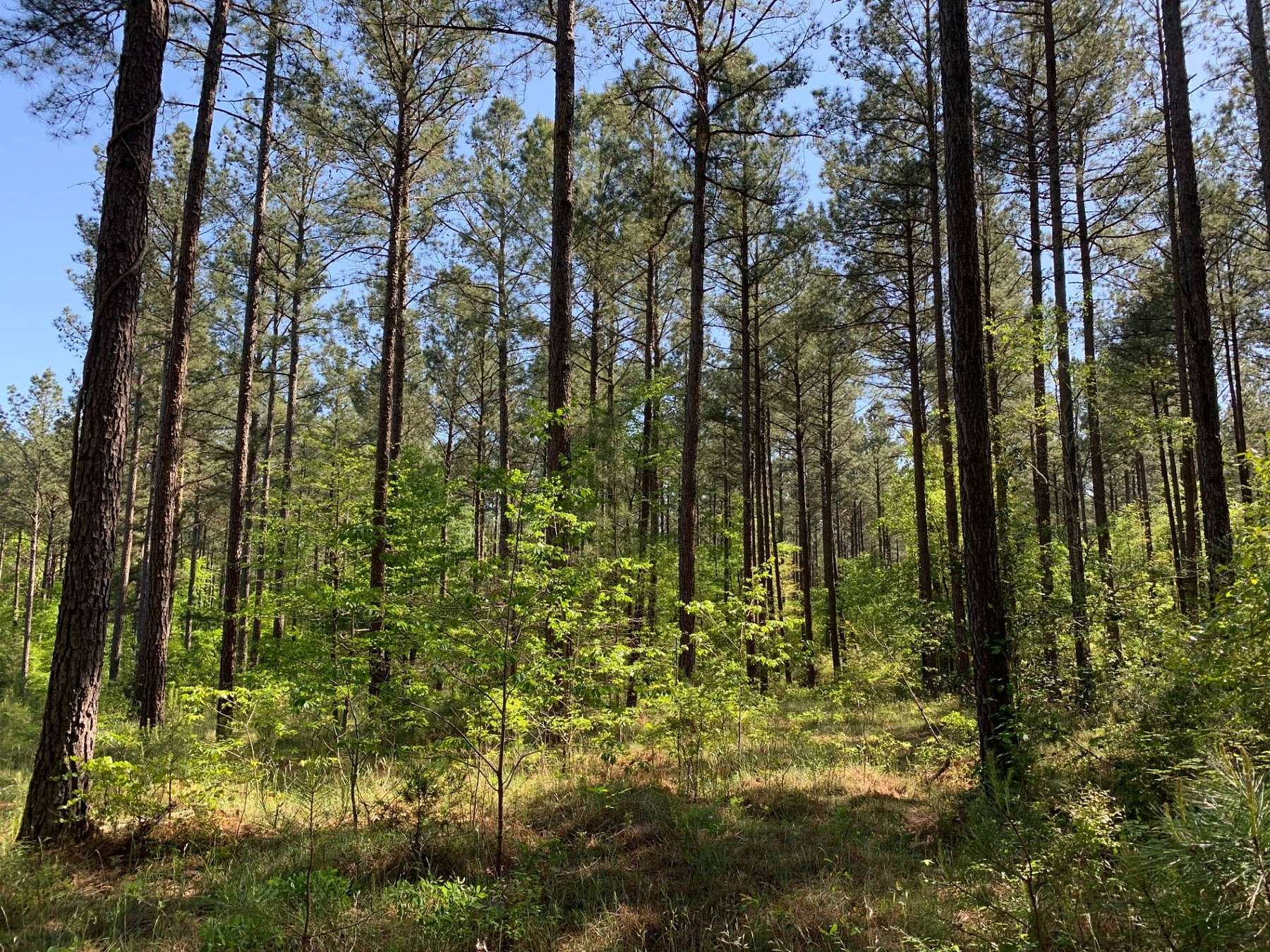 71.3 Acres of Recreational Land for Sale in Greenwood, South Carolina