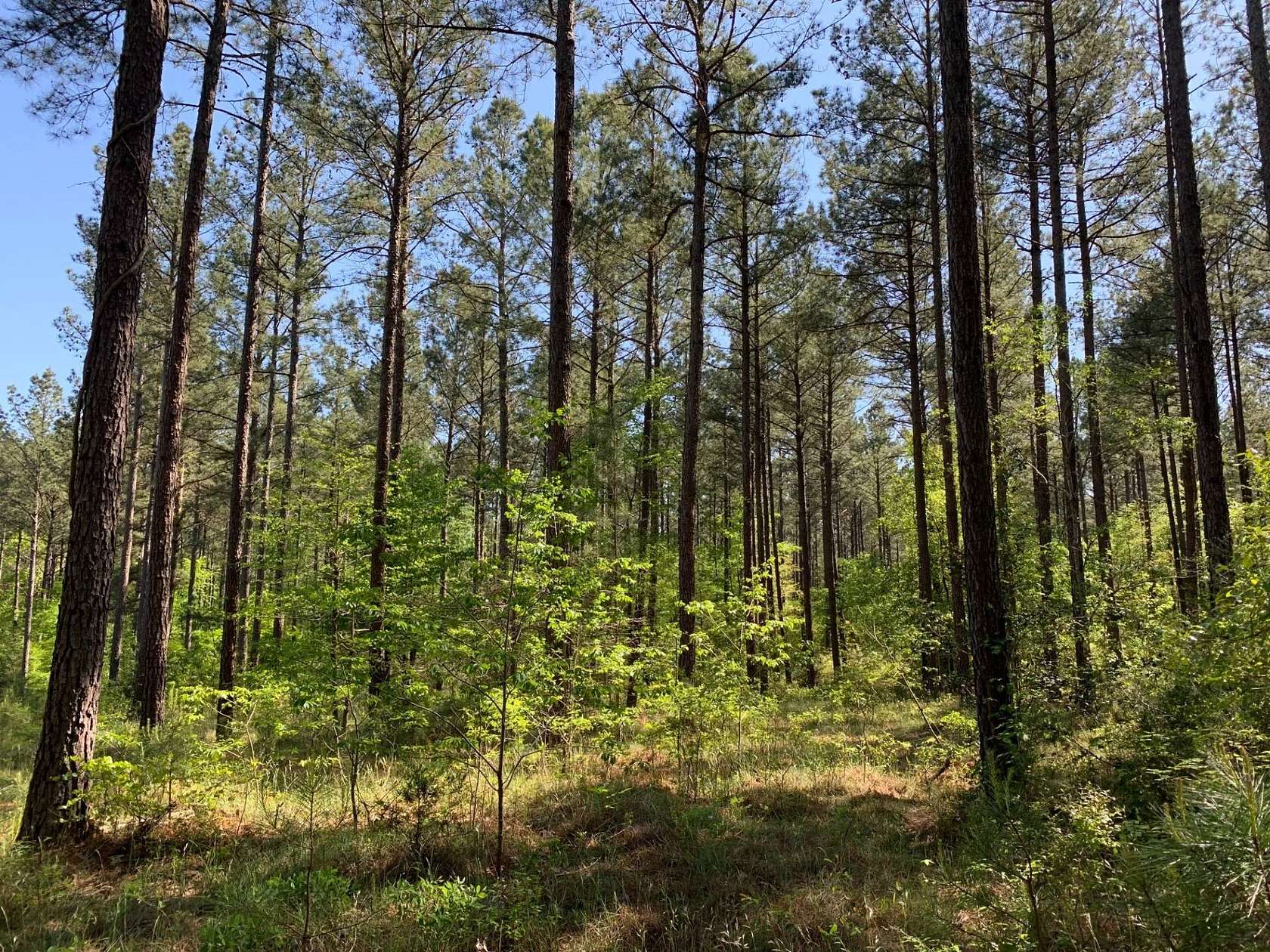 71.31 Acres of Recreational Land for Sale in Greenwood, South Carolina