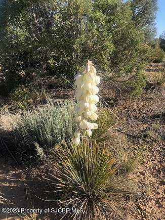 160 Acres of Land for Sale in Flora Vista, New Mexico