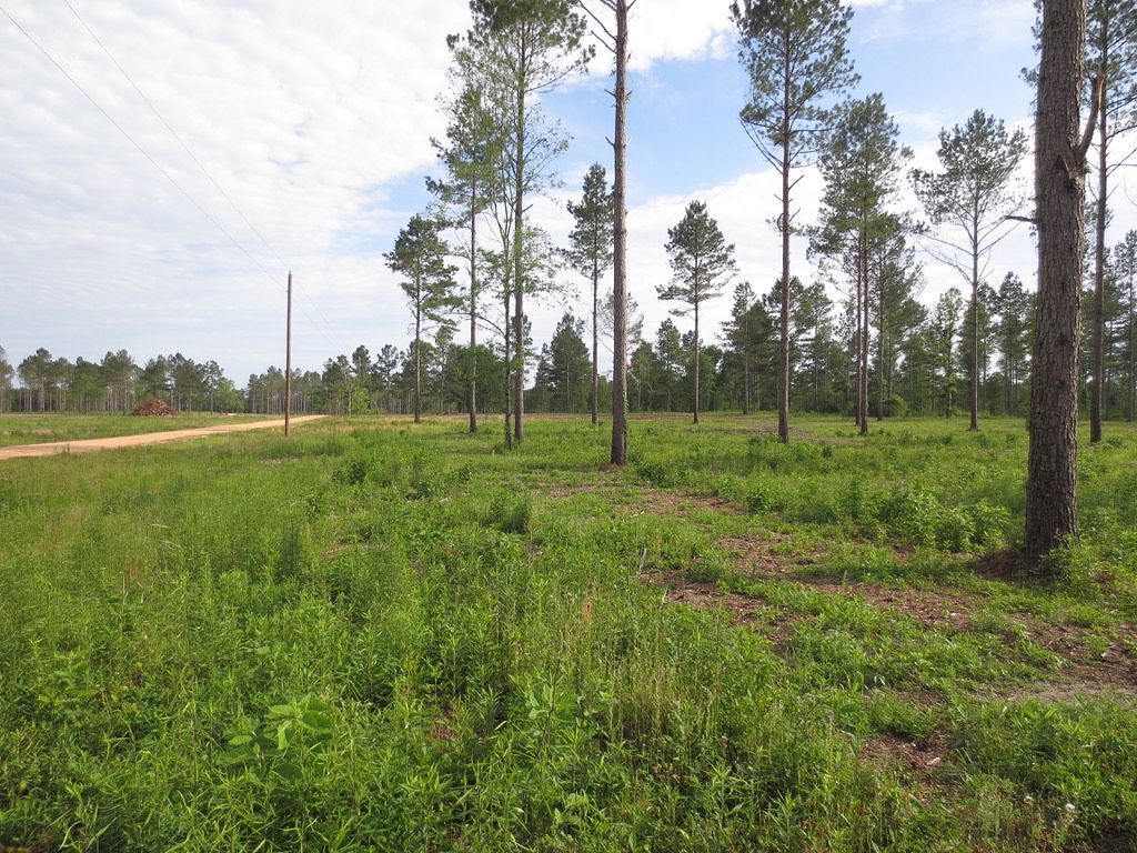 6.4 Acres of Recreational Land for Sale in Sandy Hook, Mississippi
