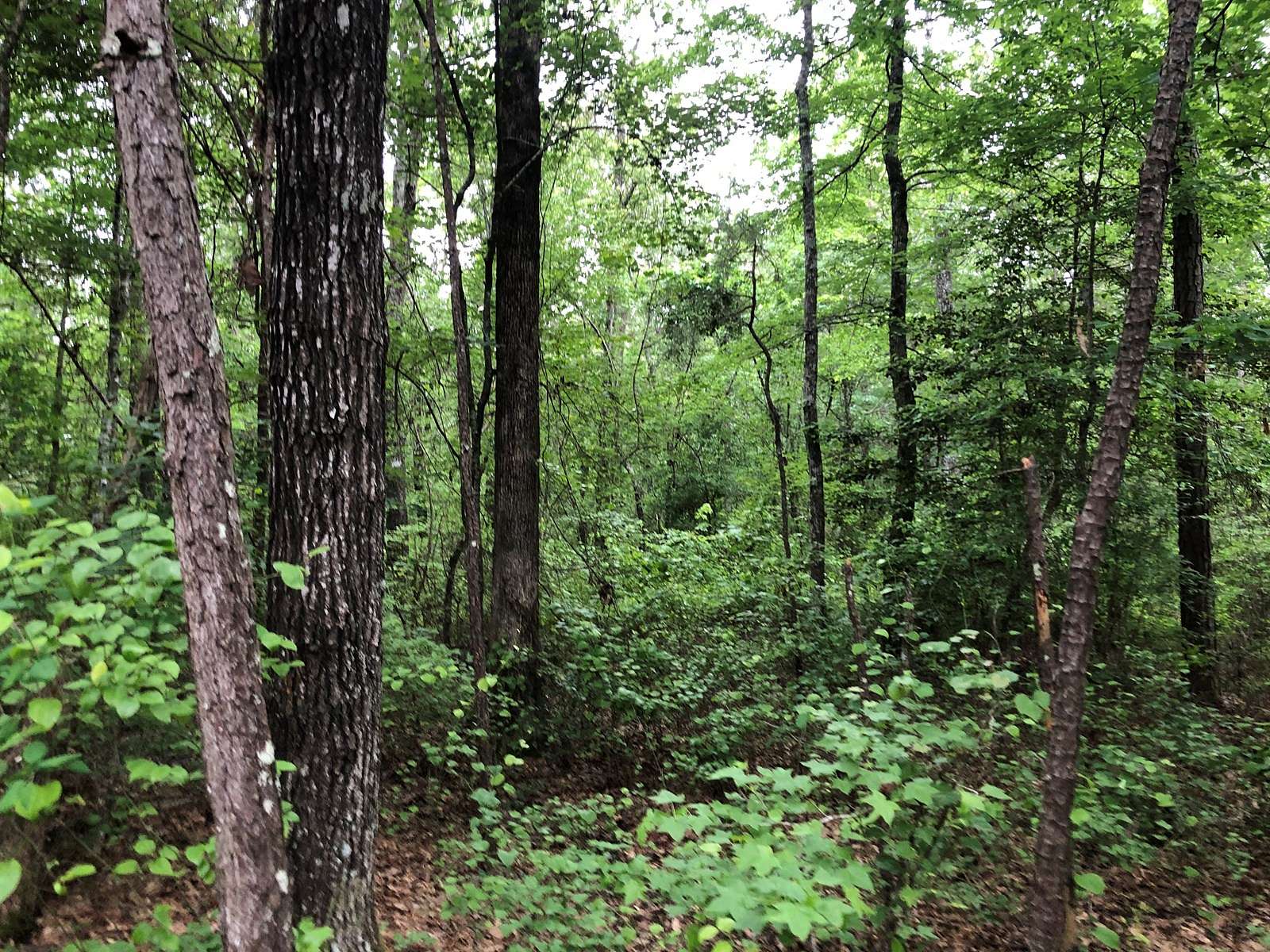 20 Acres of Land for Sale in Sheridan, Arkansas