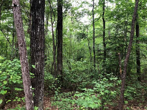 20 Acres of Land for Sale in Sheridan, Arkansas