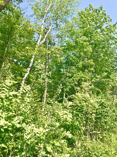 80 Acres of Land for Sale in Pickford, Michigan