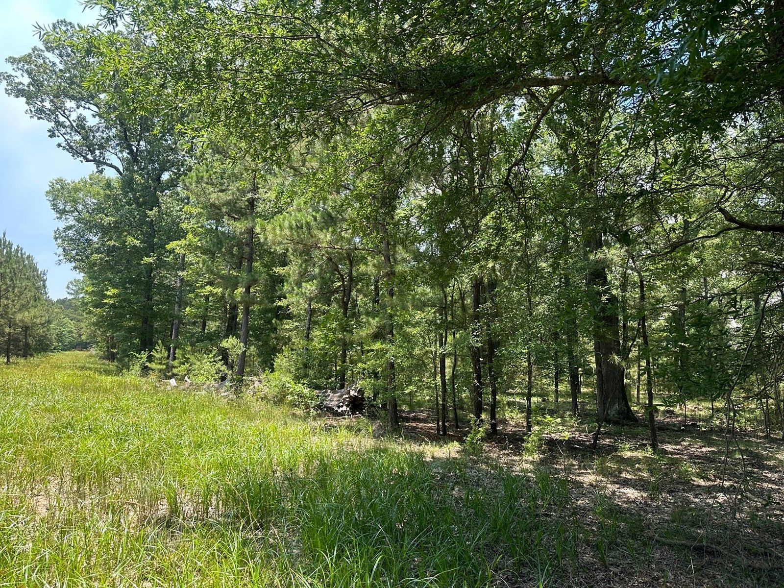 10 Acres of Recreational Land & Farm for Sale in Bradley, Arkansas