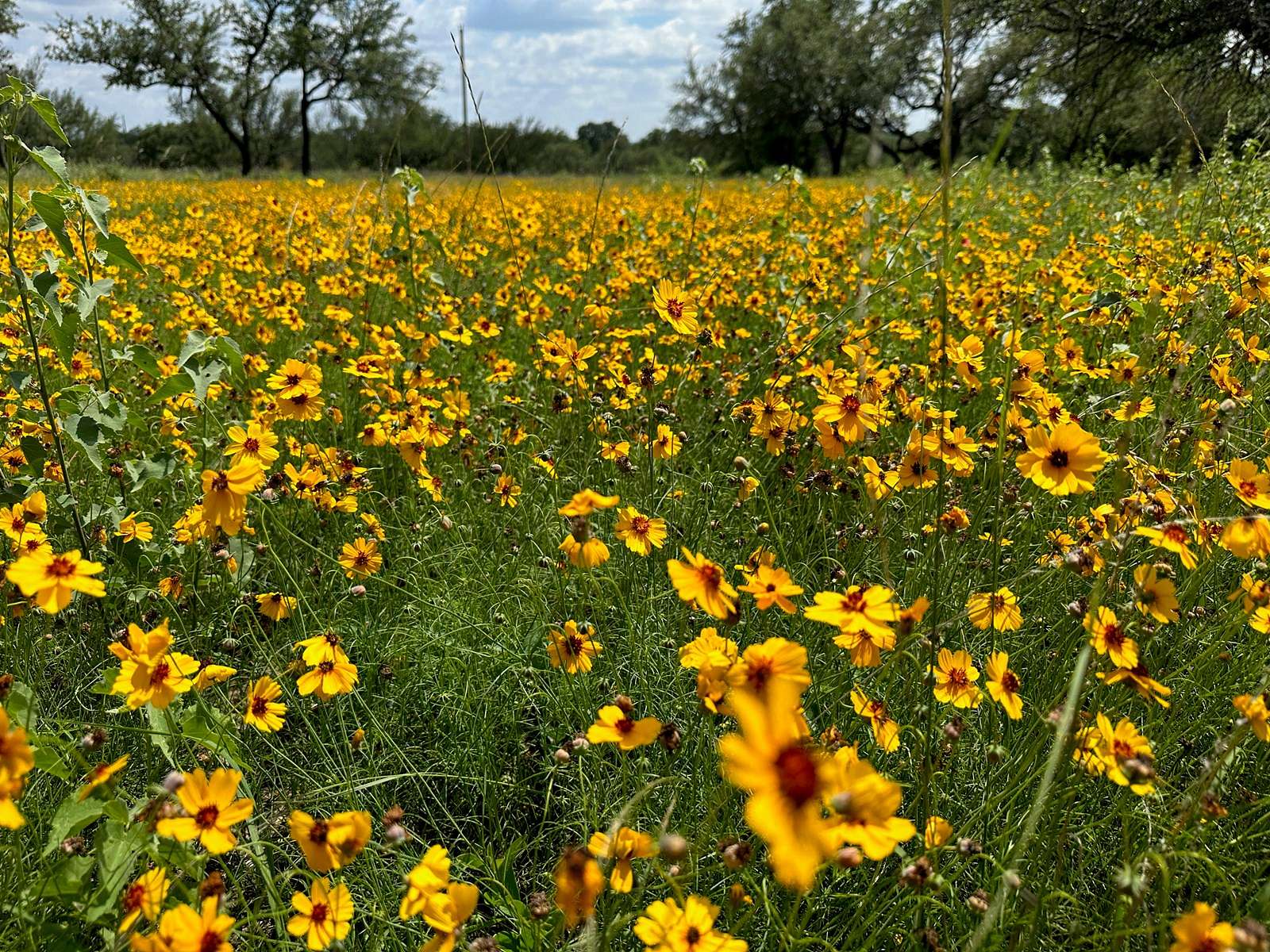 0.26 Acres of Residential Land for Sale in Brownwood, Texas