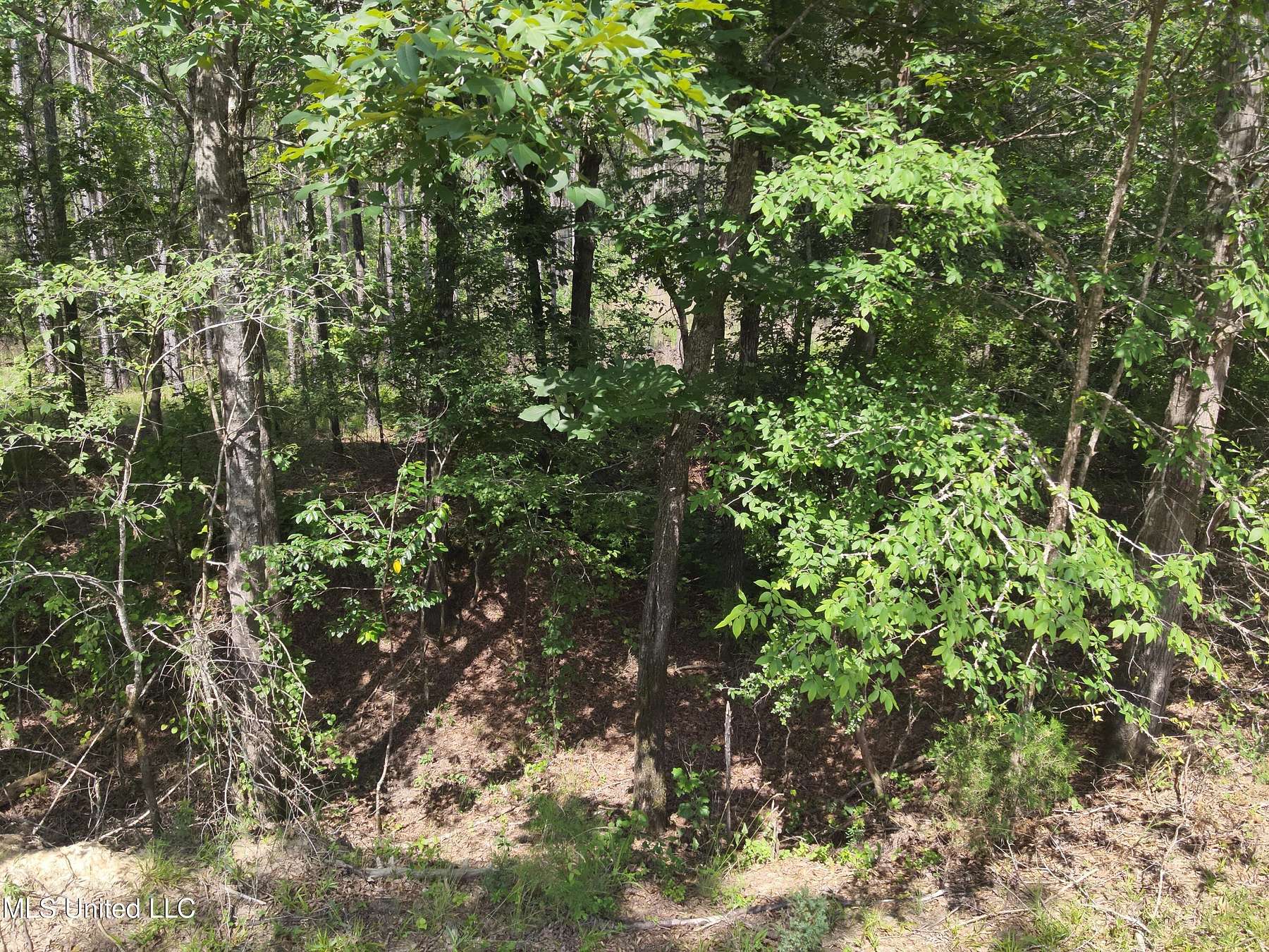 47.6 Acres of Recreational Land for Sale in Sallis, Mississippi