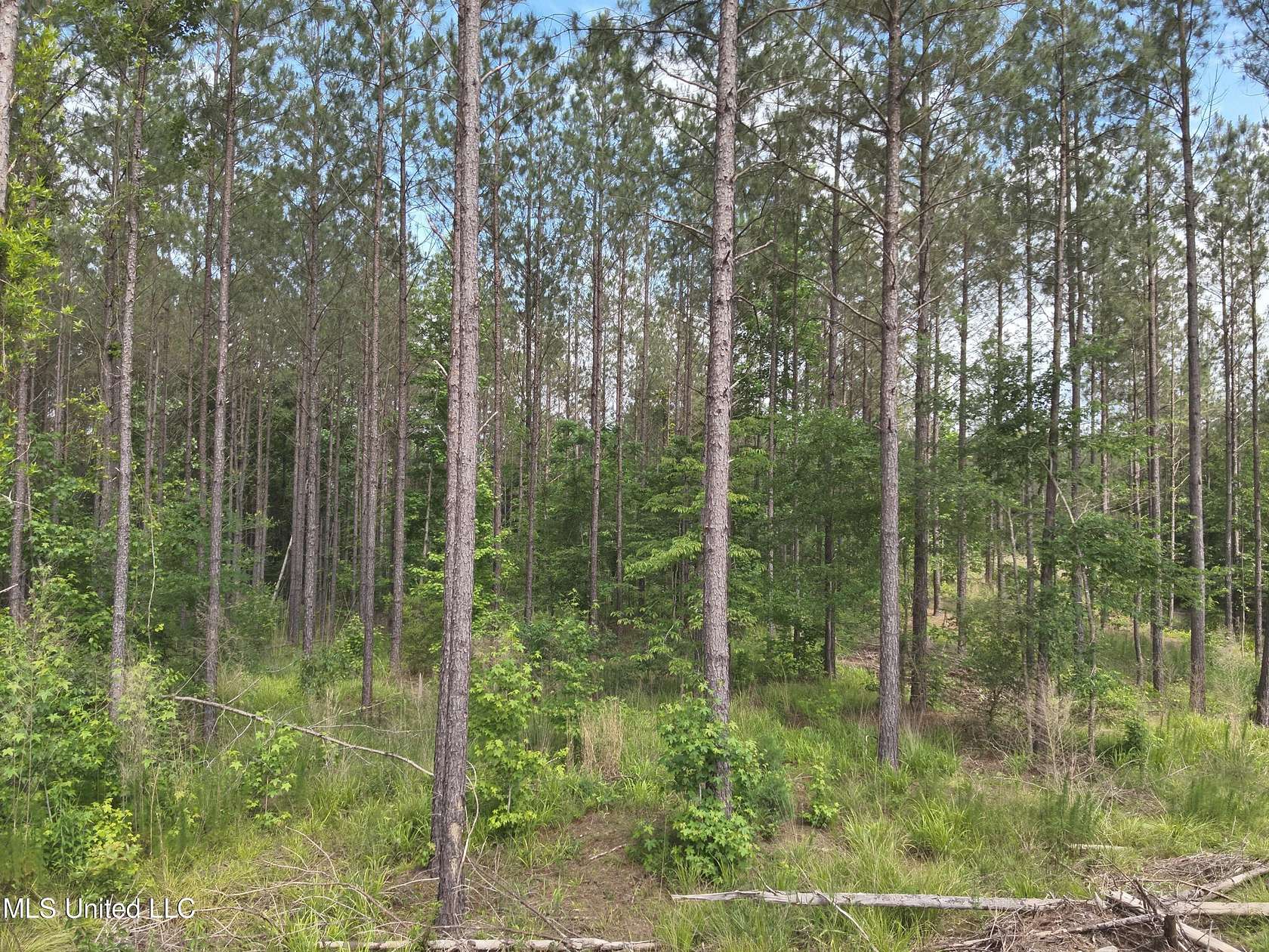 47.6 Acres of Recreational Land for Sale in Sallis, Mississippi