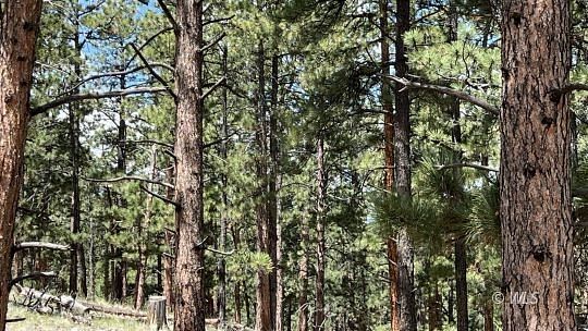 5.5 Acres of Land for Sale in Westcliffe, Colorado