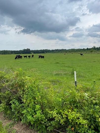 180 Acres of Agricultural Land for Sale in Beaumont, Mississippi