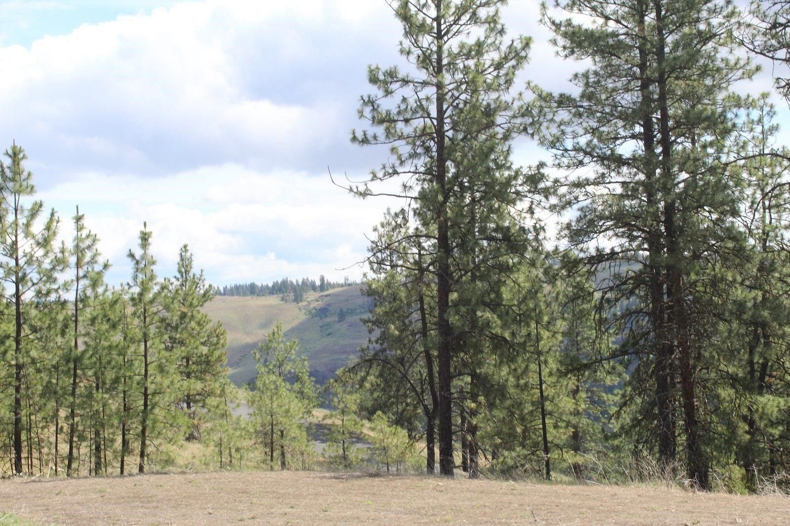0.9 Acres of Land for Sale in Davenport, Washington