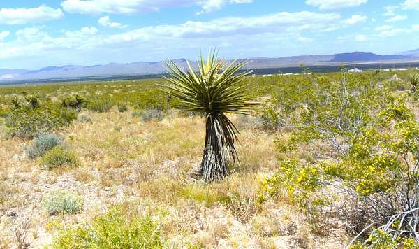 4.7 Acres of Residential Land for Sale in Golden Valley, Arizona