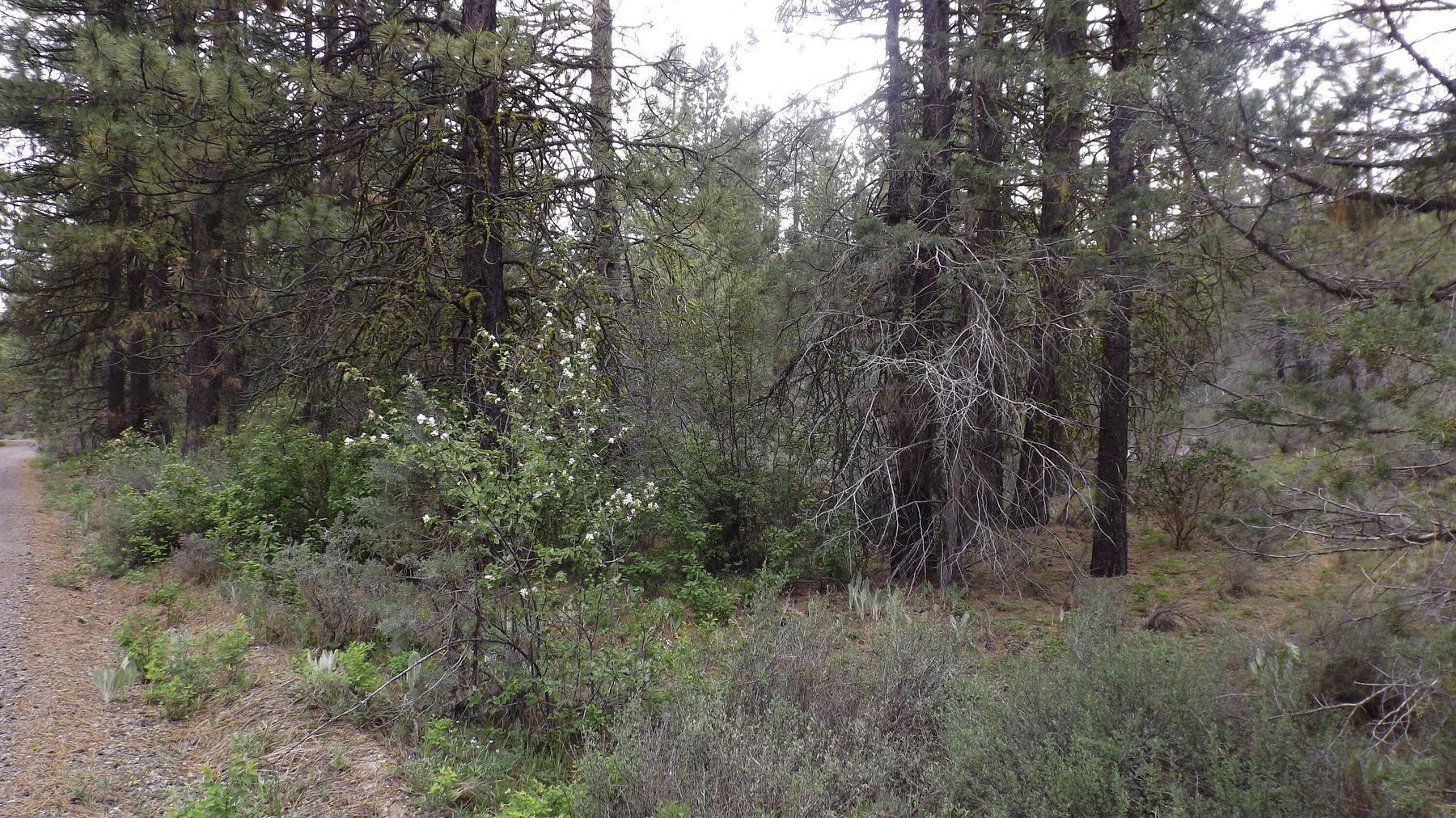 3.6 Acres of Residential Land for Sale in Bonanza, Oregon