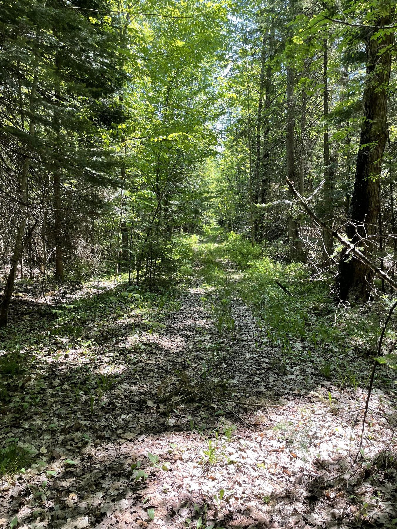 Land for Sale in Germfask, Michigan