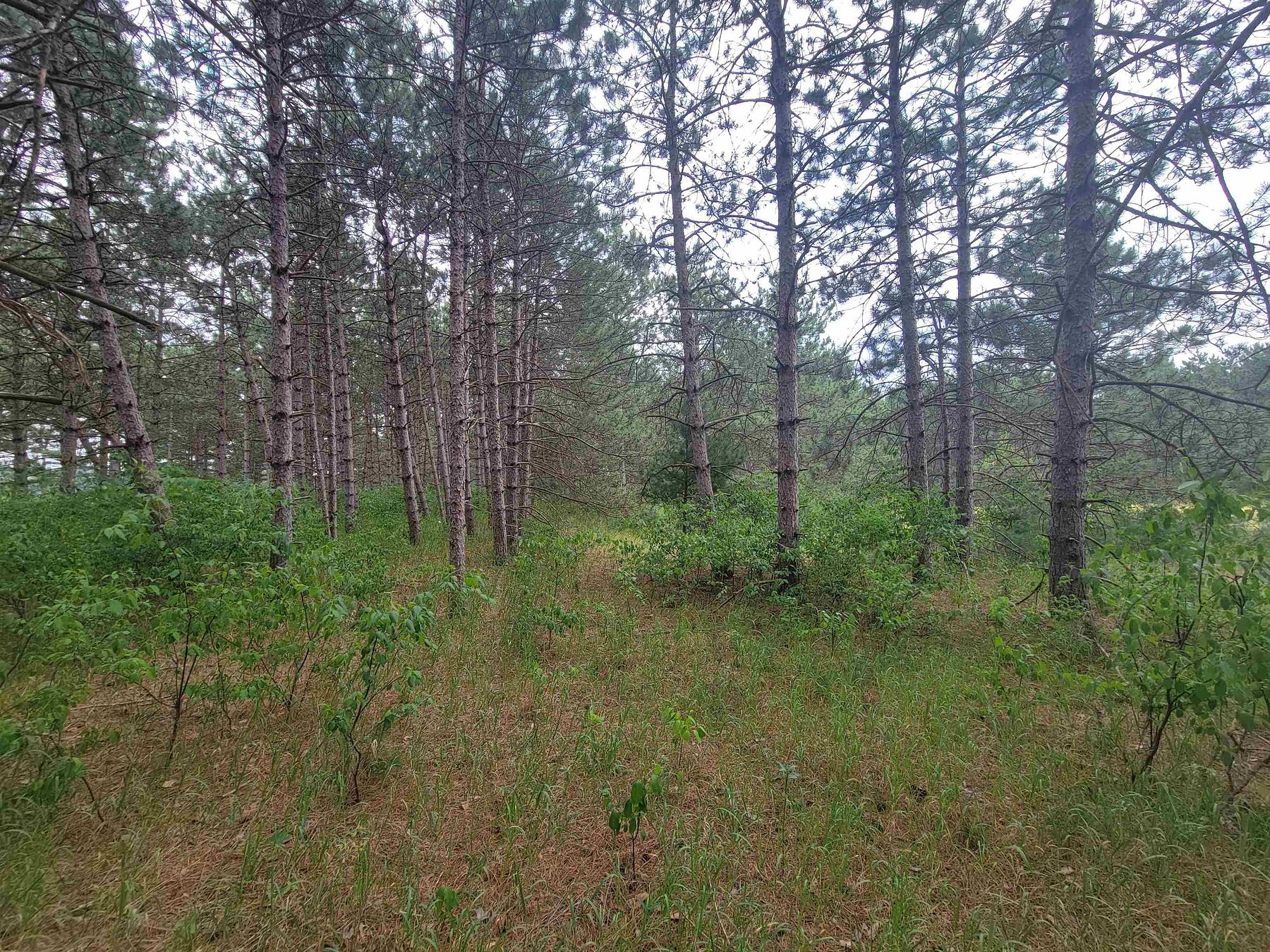 1.1 Acres of Residential Land for Sale in Arkdale, Wisconsin