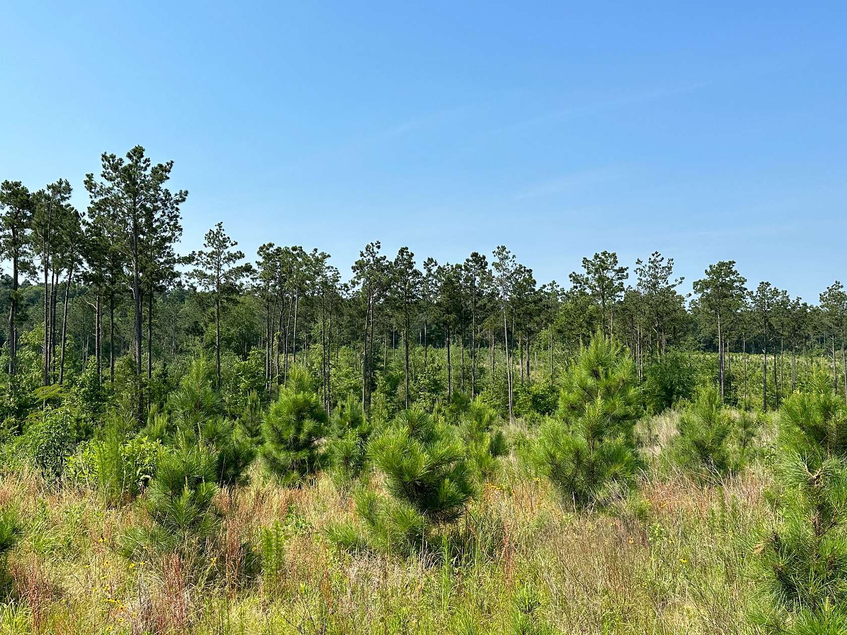 574 Acres of Recreational Land for Sale in Rusk, Texas
