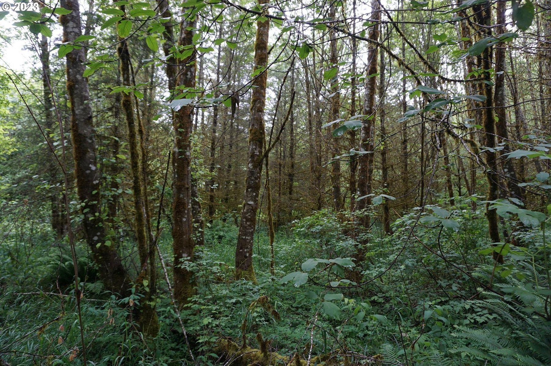 30.2 Acres of Recreational Land for Sale in Woodland, Washington