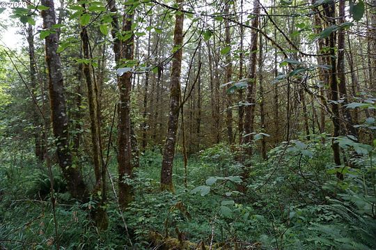 30.2 Acres of Recreational Land for Sale in Woodland, Washington
