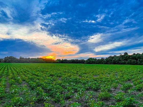 10 Acres of Recreational Land & Farm for Sale in Latta, South Carolina