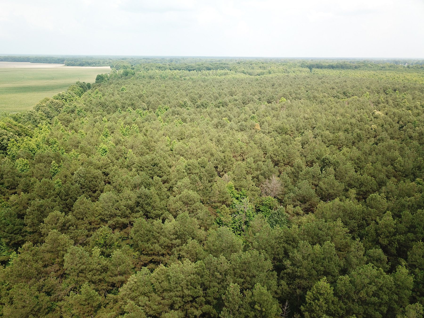 105 Acres of Recreational Land for Sale in Winnsboro, Louisiana