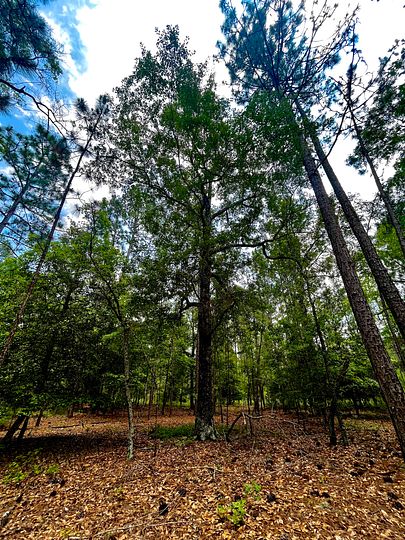 29.4 Acres of Recreational Land with Home for Sale in Barnwell, South Carolina