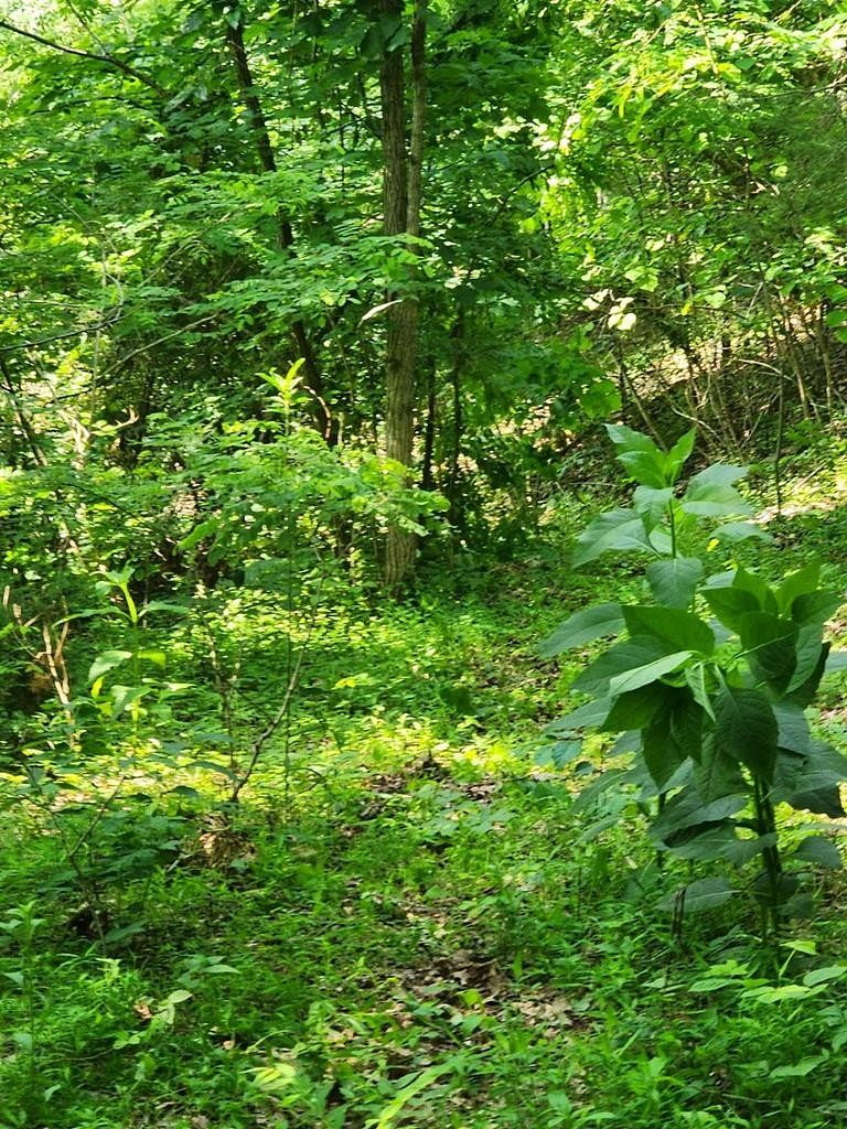 0.19 Acres of Residential Land for Sale in Baneberry, Tennessee